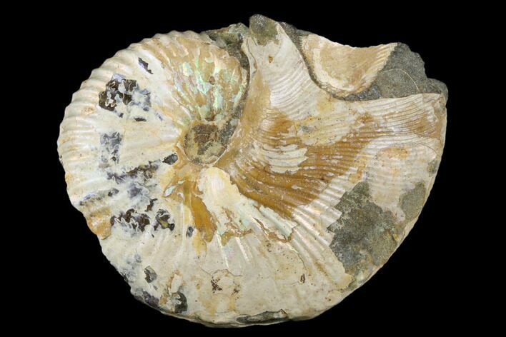 Fossil Hoploscaphites Ammonite - South Dakota #180832
